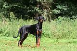 DOBERMANN 391